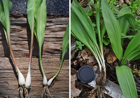 Allium burdickii (Narrow